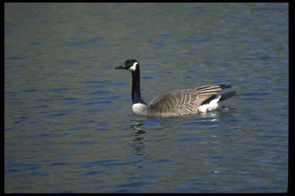 008072 Canada Goose Swimming A4 Photo Print