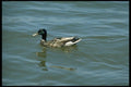008073 Male Mallard Duck Swimming A4 Photo Print