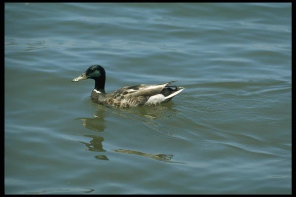 008073 Male Mallard Duck Swimming A4 Photo Print