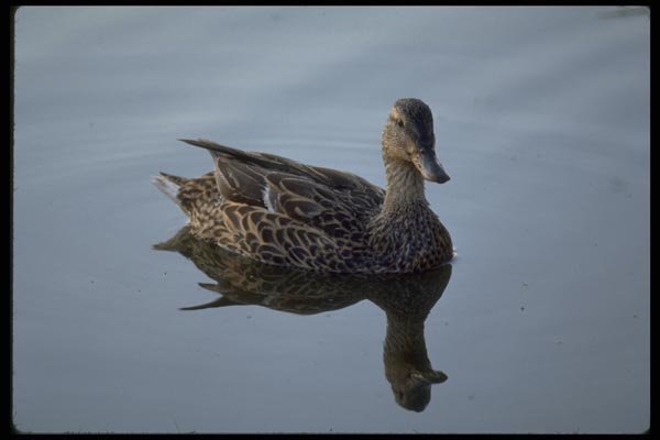 008074 Female Mallard Duck On Water A4 Photo Print