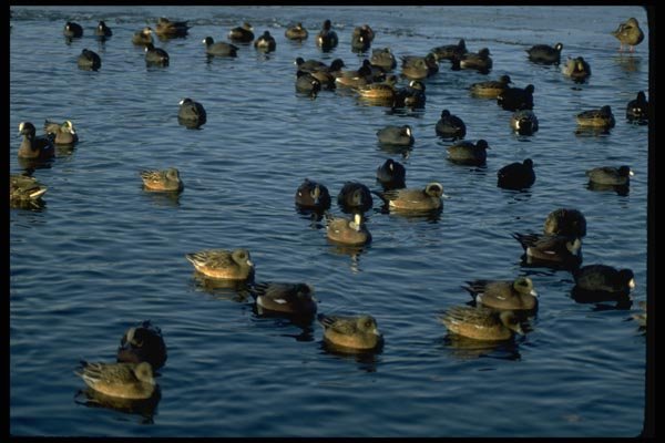 008075 Widgeons And Scoters Swimming A4 Photo Print