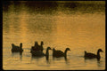 008076 Geese Silhouetted On Water A4 Photo Print