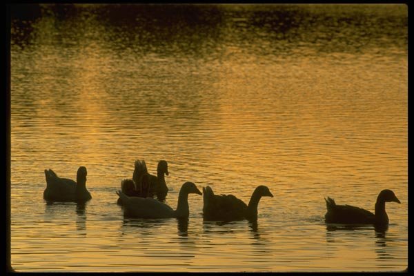 008076 Geese Silhouetted On Water A4 Photo Print