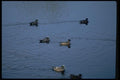 008077 American Widgeons A4 Photo Print