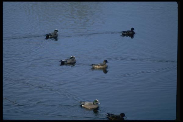 008077 American Widgeons A4 Photo Print