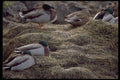008078 Mallard Ducks Sleeping A4 Photo Print