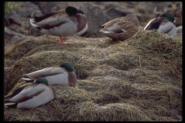 008078 Mallard Ducks Sleeping A4 Photo Print