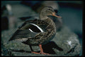 008079 Female Mallard A4 Photo Print