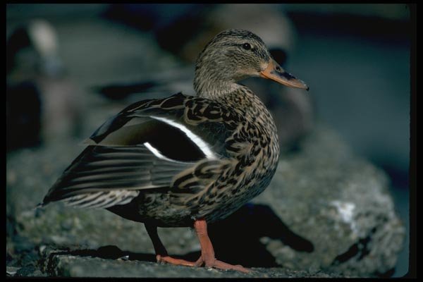 008079 Female Mallard A4 Photo Print