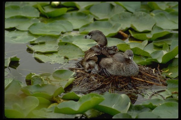 008080 Pied billed Grebe Family On Lily Pads A4 Photo Print