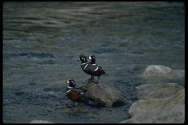 008081 Harlequin Ducks On Rocky Shore A4 Photo Print