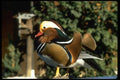 008082 Mandarin Duck A4 Photo Print