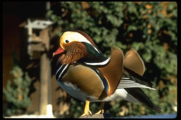 008082 Mandarin Duck A4 Photo Print