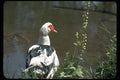 008083 Mixed Black And White Goose A4 Photo Print