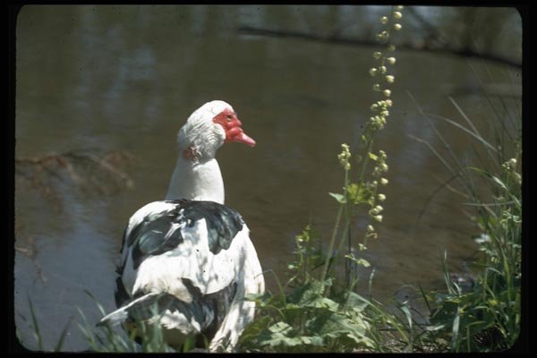 008083 Mixed Black And White Goose A4 Photo Print