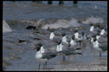 008084 Laughing Gulls And Horseshoe Crab A4 Photo Print