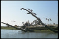 008085 Seagulls On Driftwood A4 Photo Print