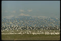 008086 Large Flock Of Geese Landing A4 Photo Print