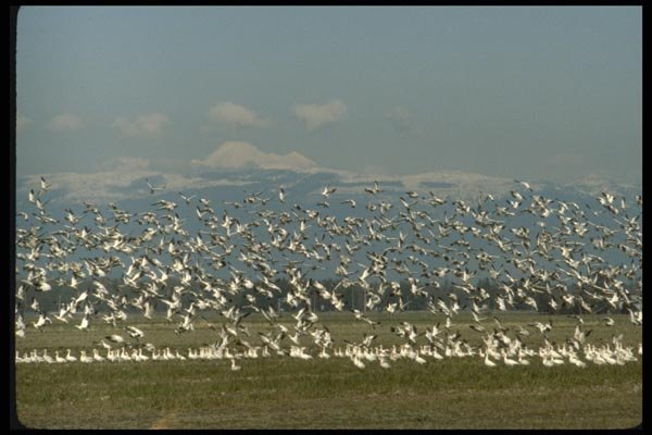 008086 Large Flock Of Geese Landing A4 Photo Print