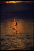 008087 Two Seagulls Silhouetted Over Water A4 Photo Print