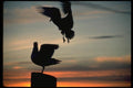 008088 Two Seagulls Silhouetted On Piling A4 Photo Print