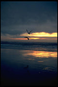 008089 Seagulls Flying Over Beach A4 Photo Print