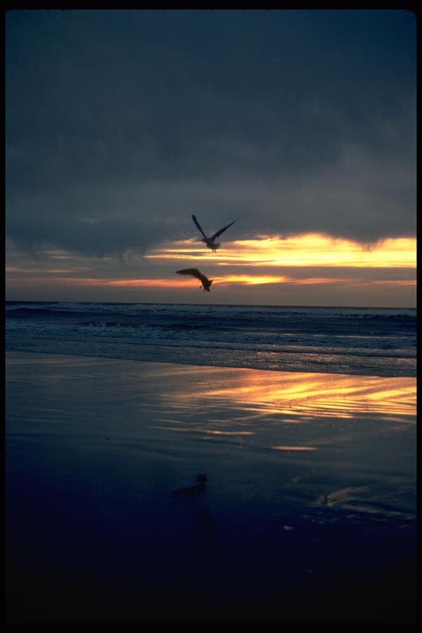 008089 Seagulls Flying Over Beach A4 Photo Print