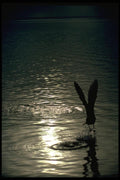 008090 Seagull Silhouette At Dusk A4 Photo Print