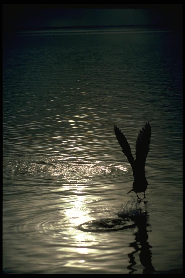 008090 Seagull Silhouette At Dusk A4 Photo Print