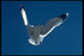008091 Seagulls Hovering Overhead A4 Photo Print