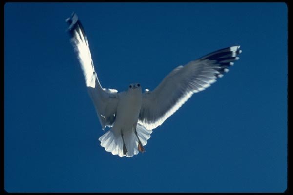 008091 Seagulls Hovering Overhead A4 Photo Print