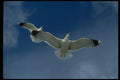 008092 Seagulls In Flight, From Below A4 Photo Print