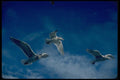 008093 Three Seagulls In Flight A4 Photo Print