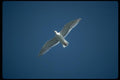 008094 Single Soaring Seagull A4 Photo Print