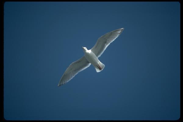 008094 Single Soaring Seagull A4 Photo Print