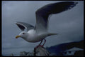 008095 Seagull On Piling Stretching Wings A4 Photo Print