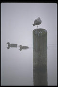008096 One legged Seagull On Piling A4 Photo Print