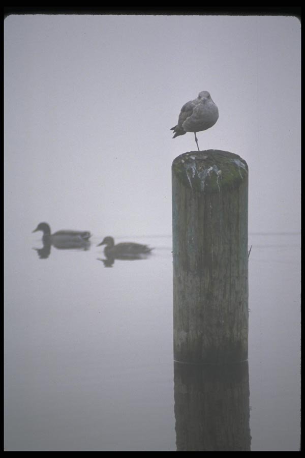 008096 One legged Seagull On Piling A4 Photo Print