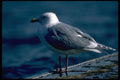 008097 Seagull On Dock A4 Photo Print