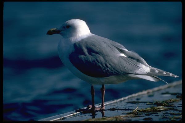 008097 Seagull On Dock A4 Photo Print
