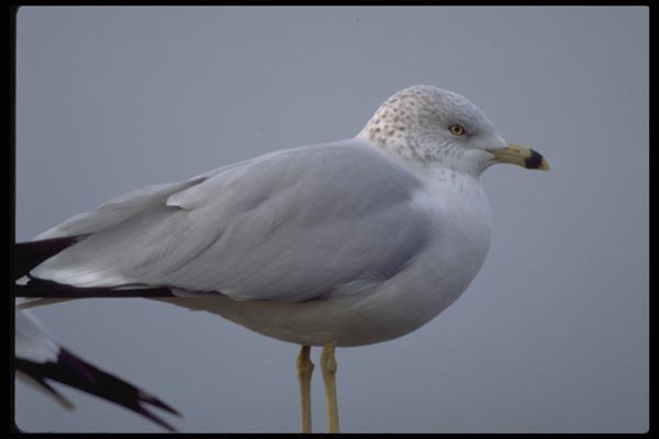 008098 Young Ring billed Gull Close Up A4 Photo Print