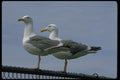 008099 Two Seagulls On Fence A4 Photo Print