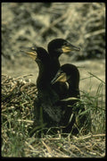 008100 Double Crested Cormorant Chicks In Nest A4 Photo Print