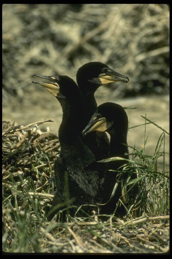 008100 Double Crested Cormorant Chicks In Nest A4 Photo Print