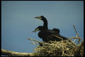 008101 Double Crested Cormorant Chicks A4 Photo Print