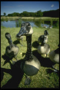 008102 Canada Geese A4 Photo Print