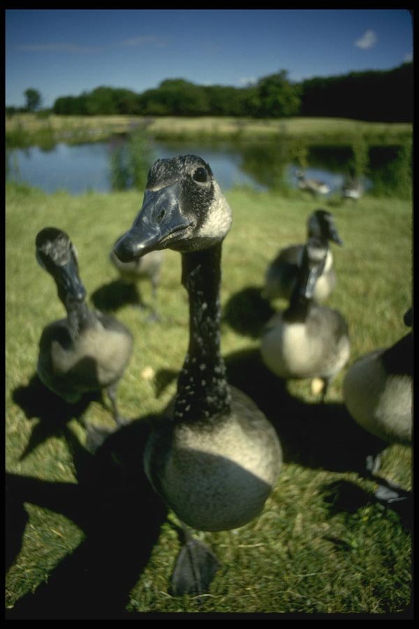 008102 Canada Geese A4 Photo Print