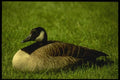 008103 Canada Goose A4 Photo Print