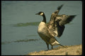 008104 Canada Goose A4 Photo Print
