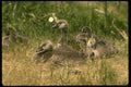 008105 Canada Goslings A4 Photo Print